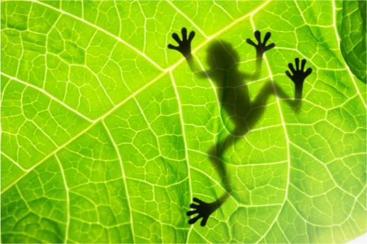 6k inc Frog Silhouette on Leaf